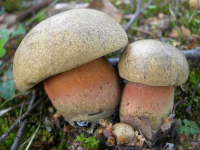 Le  meraviglie della foresta